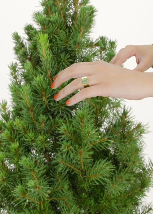 Mini sapin de noël naturel  Livraison sapin en pot avec ses racines